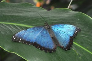 Blue Morph Butterfly