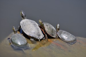 Stick your Necks Out!