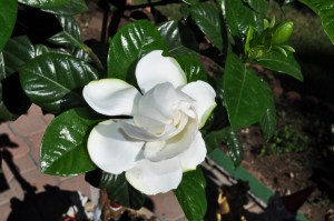 Gardenia 