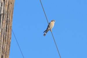 Kestrel