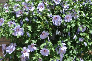 Rose of Sharon