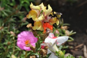 Bee on a Snap Dragon 