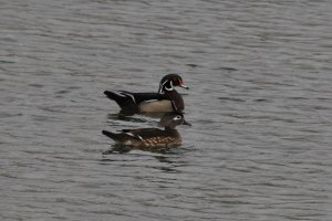 Pair of Wood Ducks
