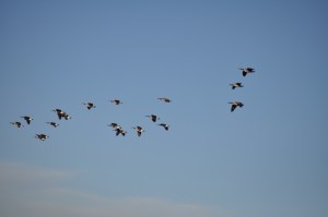 Geese in Flight
