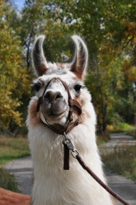 Priority? What Priority?