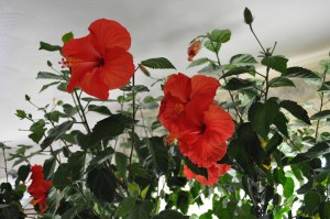 Hibiscus - Adding Beauty