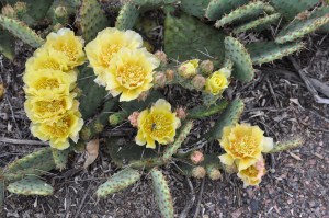 Cactus Blossoms