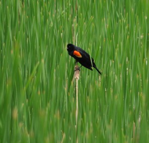 Red Winged Blackbird