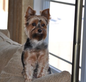 The Picture of Alert/Excitement