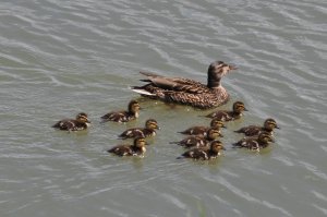 Baby Mallards