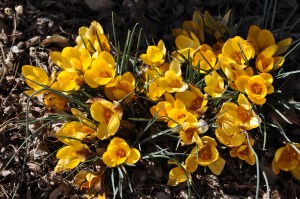 Crocus in full bloom