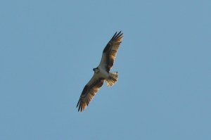 Osprey in Flight