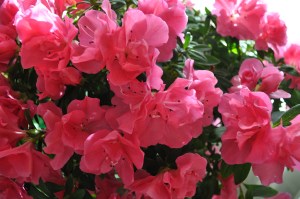 Azaleas in bloom