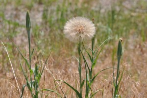 Dandelion = Abundance of Seeds