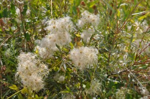 Nature's Abundance in Action