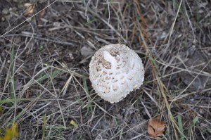 Mushrooms Blossom Quickly