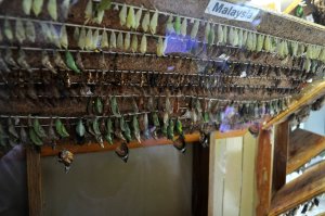 From Cocoon into Butterflies