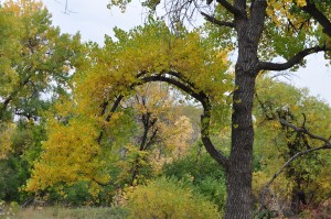 Tree Showing Weathering by Wind & Elements