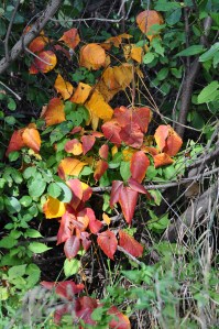 Autumn - Metamorphosis: Change