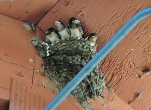 Baby barn swallows