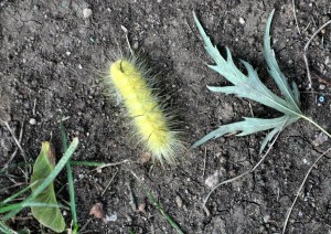 Yellow Caterpillar