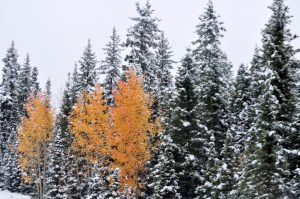 Fall Aspens & Evergreens