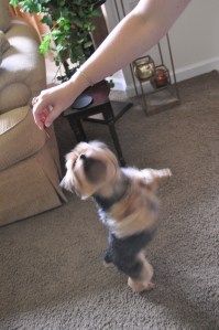 Dancing for a Treat