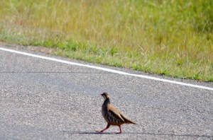 Chukar Male