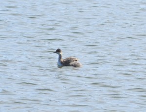 Pied Grebe