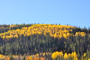 Aspen Fall Colors