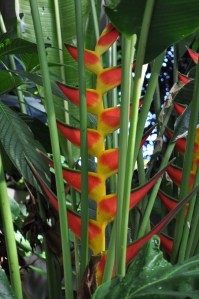 Heliconia