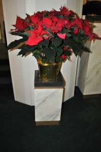 Christmas Poinsetta