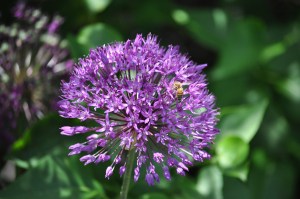 Allium