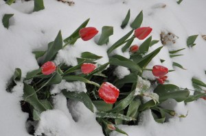 Tulips in snow