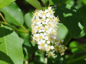 Sunshine on Delicate Flowers