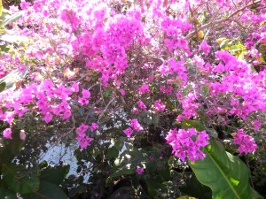 Bougainvillea