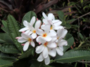 Plumeria (leis usually made from this)