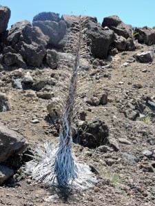 Silversword - Done Blooming