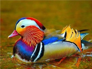 Mandarin Duck