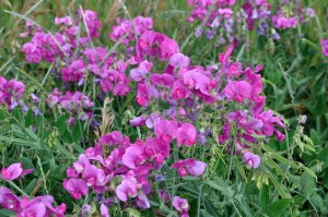 Wild Sweet Peas